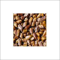 Cassia Tora Seeds