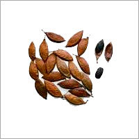 Karanja Seeds