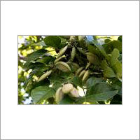 Pongamia Pinnata Seeds