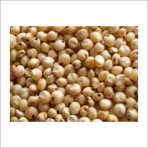 Sorghum Seeds