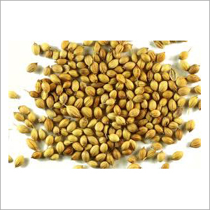 Coriander Seeds