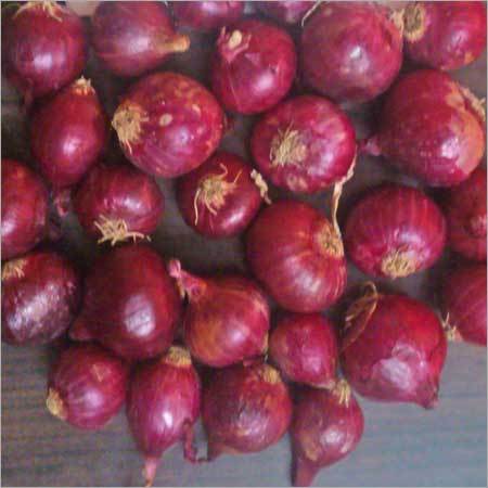 Bangalore Rose Onion