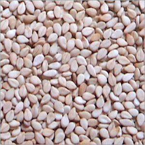 Indian Natural Sesame Seed 99% Purity