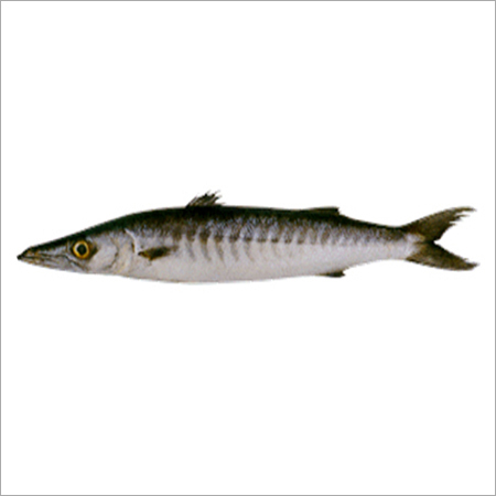 Barracuda Fish Exporter