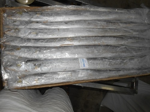 Frozen Ribbon Fish Exporter