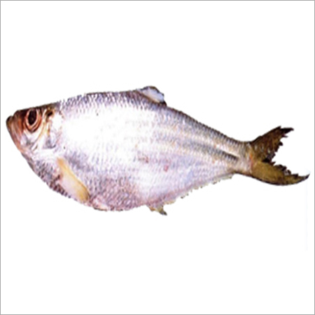 Katti Fish Exporter