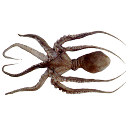 Octopus Exporter