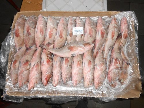 Reef Cod Exporter