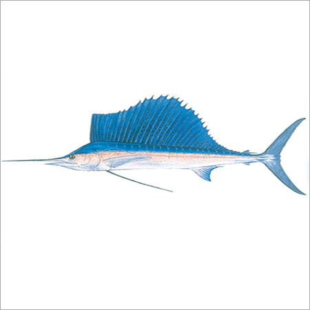 Sail Fish Exporter