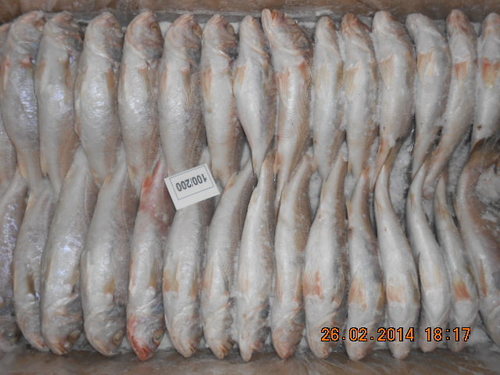 Silver Croaker Exporter