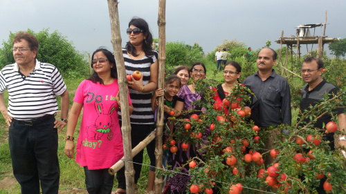 Nutritious Pomegranate