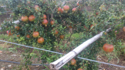 Pomegranate