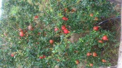 Organic Red Pomegranate