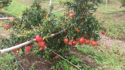 Fresh Red Pomegranate