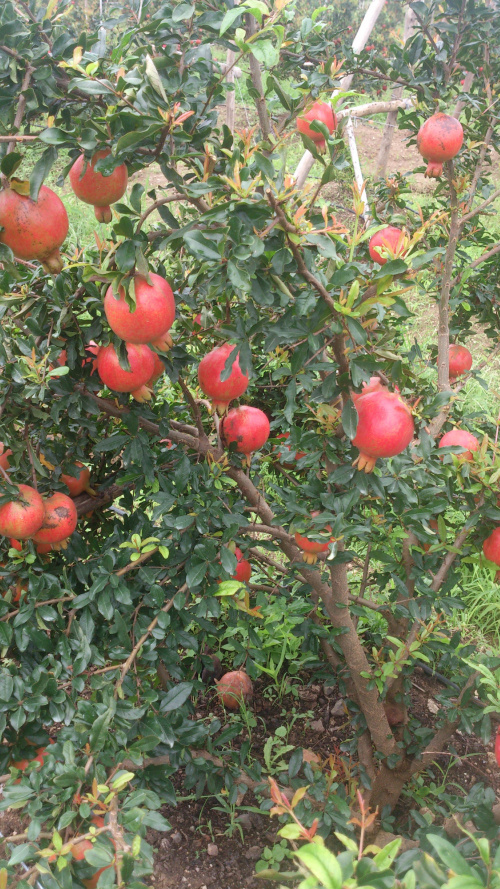 Natural Pomegranate
