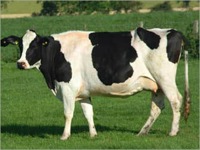 Holstein Cow