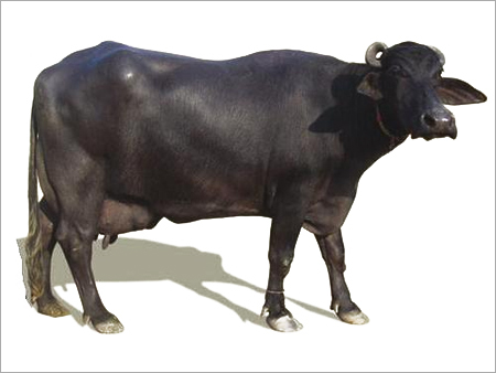Murrah Buffalo Breed
