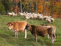 Livestock Feed Supplement