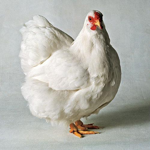 VITABRO PREMIX ( For Broilers )