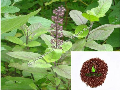 Tulasi seeds ( Ocimum tenuiflorum )