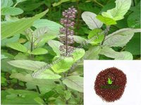 Tulasi seeds ( Ocimum tenuiflorum )