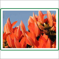 Phool Tasu