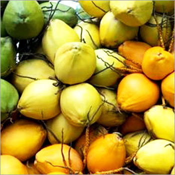 Coconut