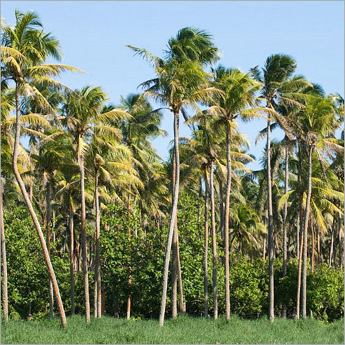 Coconut