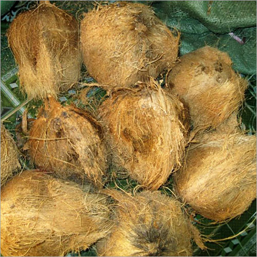 Coconut