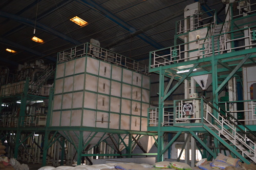 Rice Plant