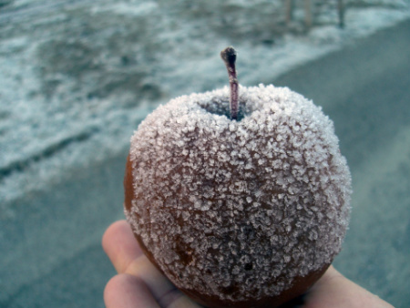 Frozen Apple