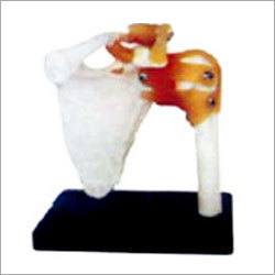 Physiological Models