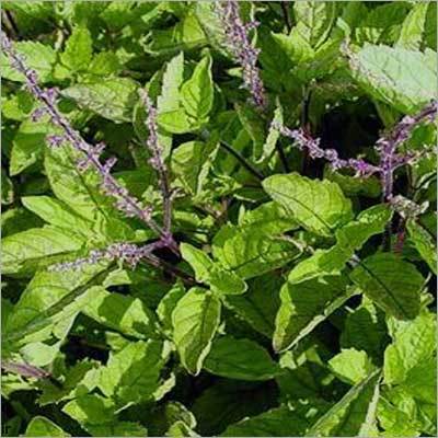 Holy Basil Leaves (Herbal Tulsi)