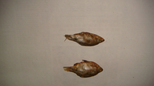 BIDDES - Sun-Dried Freshwater Fish, 1-5 Inch Size Range | High Hygiene Standards, Natural Quality, Brown Color, Culinary Use