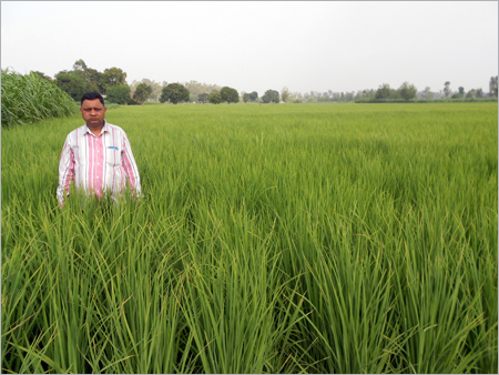 Paddy Seeds field
