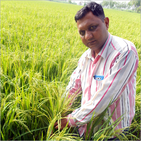 Our Paddy Seed Field
