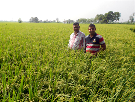 Paddy Seed Production