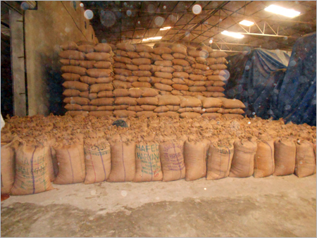 Foundation Rice Seeds