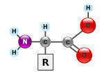 Amino Acid