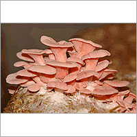 Natural Dried Mushrooms
