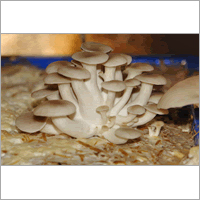 Farm Fresh Mushroom