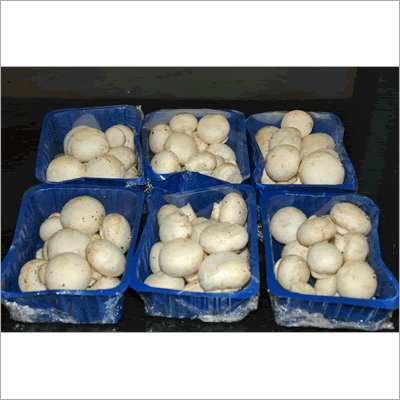 Fresh Mushroom