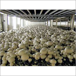 Champignon Mushroom