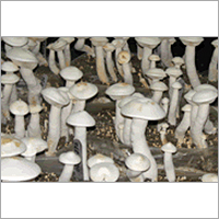 Fresh Oyster Mushroom