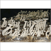 Pure Oyster Mushroom