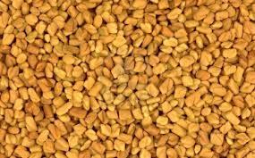 Standard Quality Fenugreek Seeds low ash content