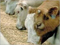 Animal Feed Exfoliated Vermiculite