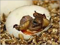 Poultry Farming Vermiculite