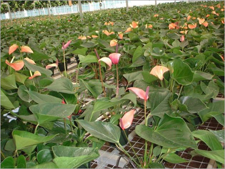 Vermiculite Horticulture Material