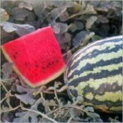 Watermelon Seeds